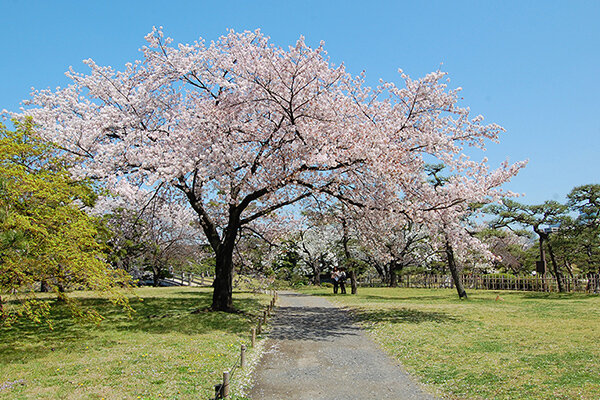 Hama-Rikyu Gardens