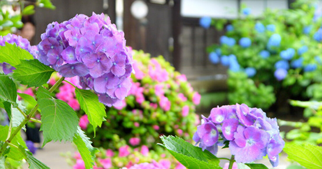 Ajisai (Hydrangea) is one of the most popular and common June flowers in Japan. 1
