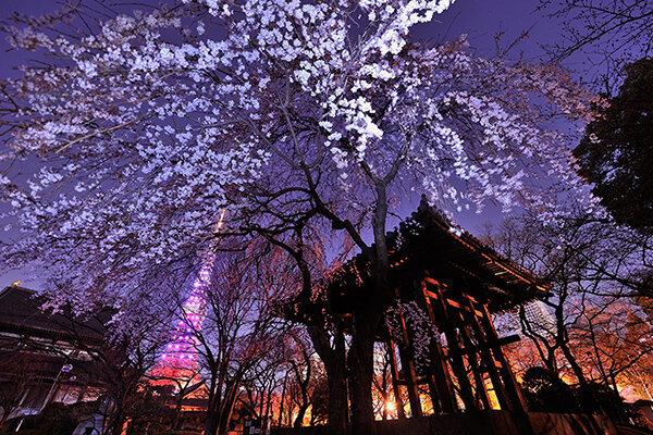 Zojoji Temple